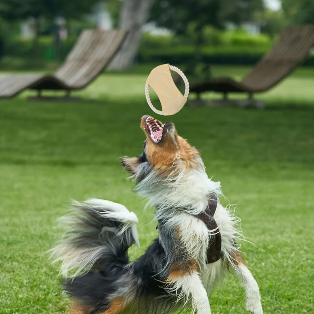 Juego para Mascotas - Imagen 2